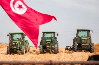 القمح والشعير في تونس