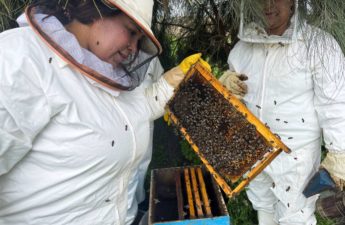 مريم الشارني صاحبة مشروع تربية النحل