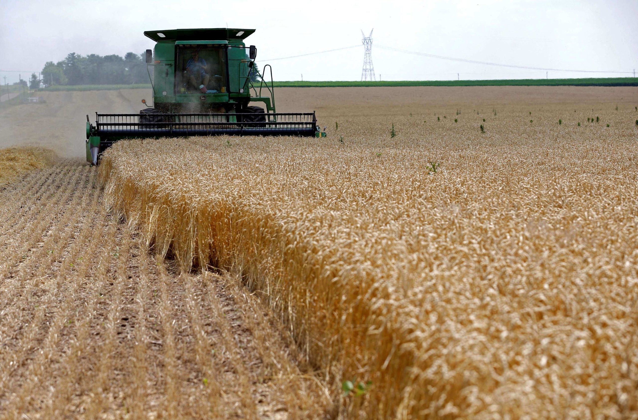 طرح مناقصة دولية لشراء القمح والشعير