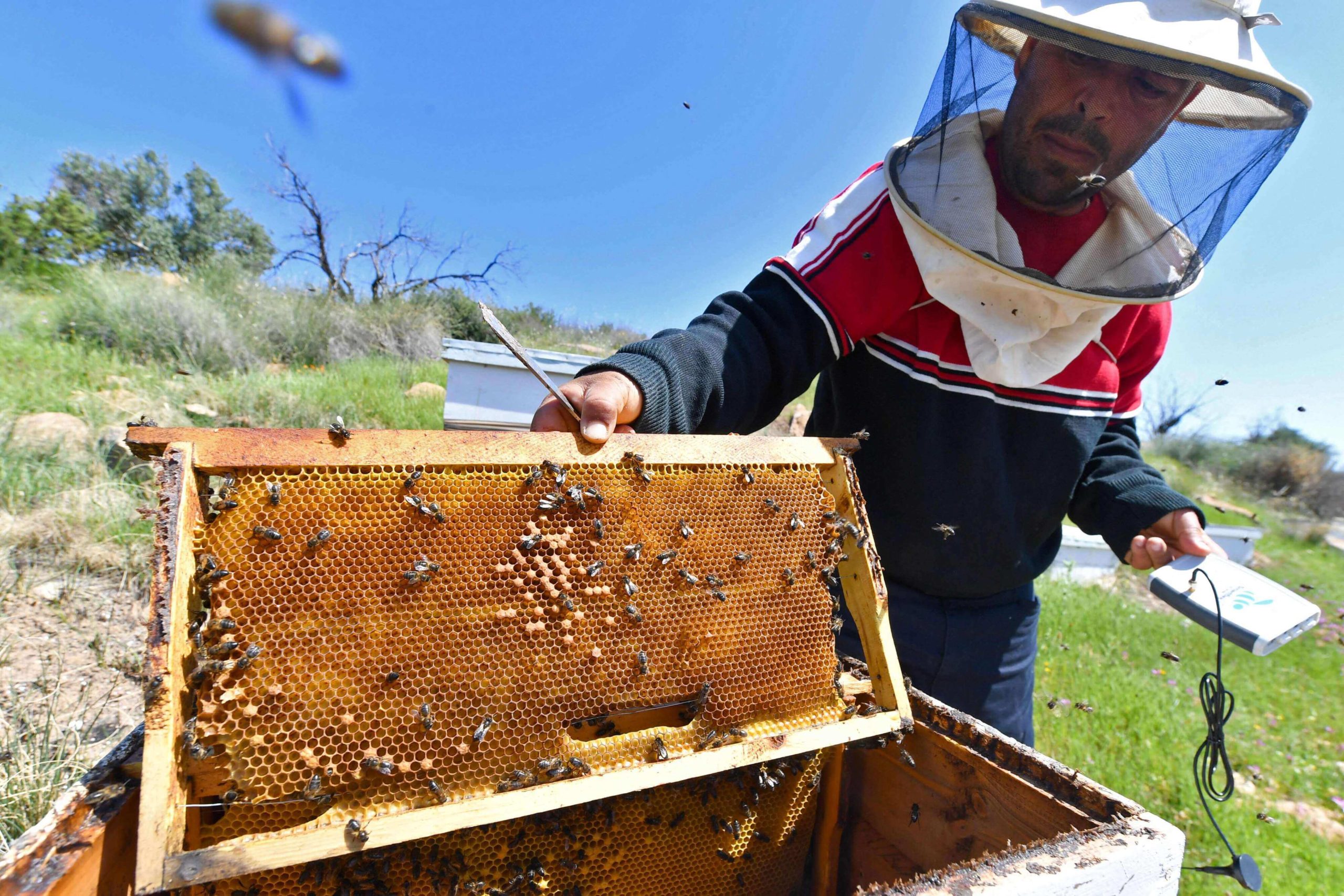 تطبيق يساعد على تفادي النفوق الزائد للنحل وتحسين إنتاج العسل في تونس