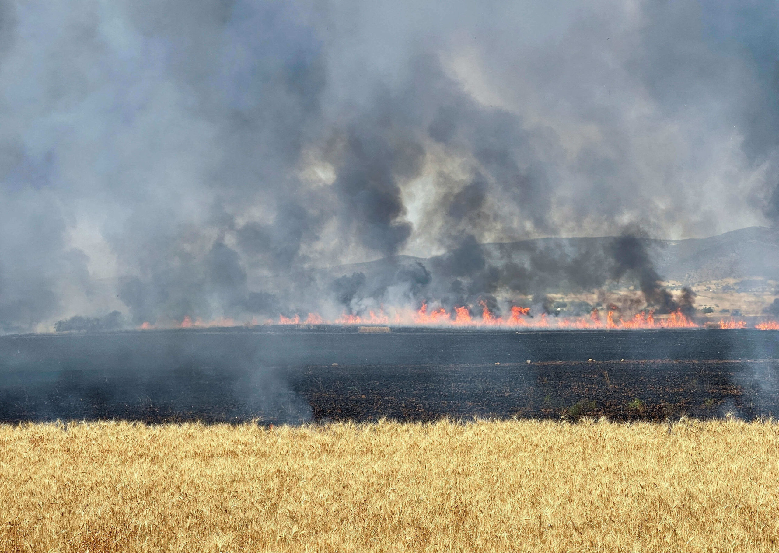 تسببت موجة حر وحرائق أضرارا بالغة بمحاصيل الحبوب في تونس