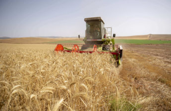 انطلاق موسم الحصاد في تونس
