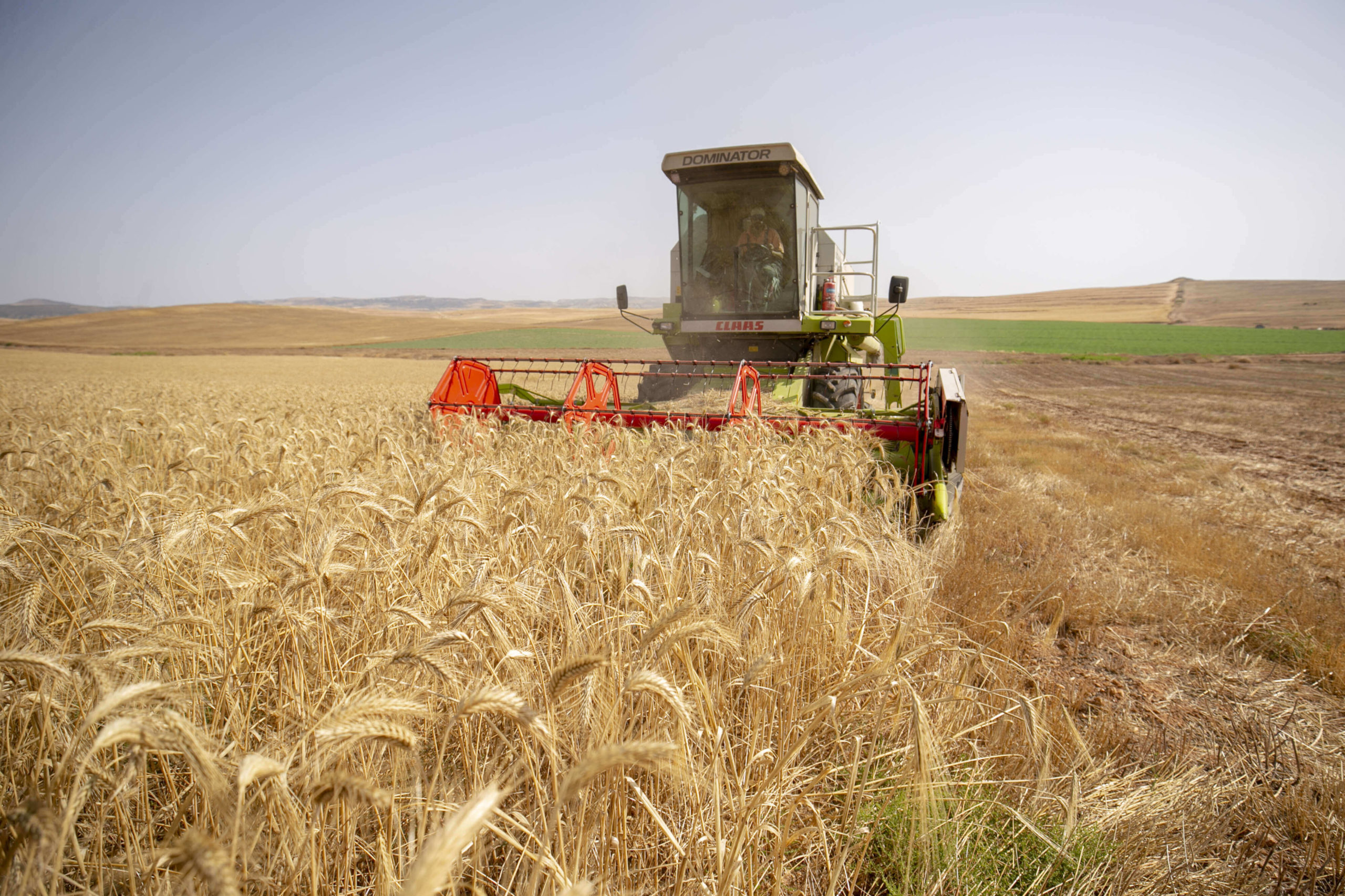 انطلاق موسم الحصاد في تونس