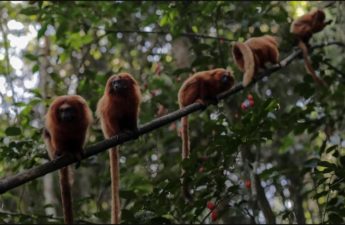 تتعرض القردة للاعتداء في البرازيل