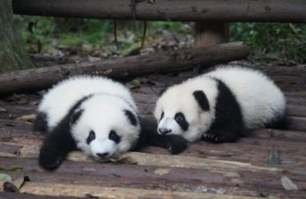 الصين ستمنح اثنين من دببة الباندا إلى قطر