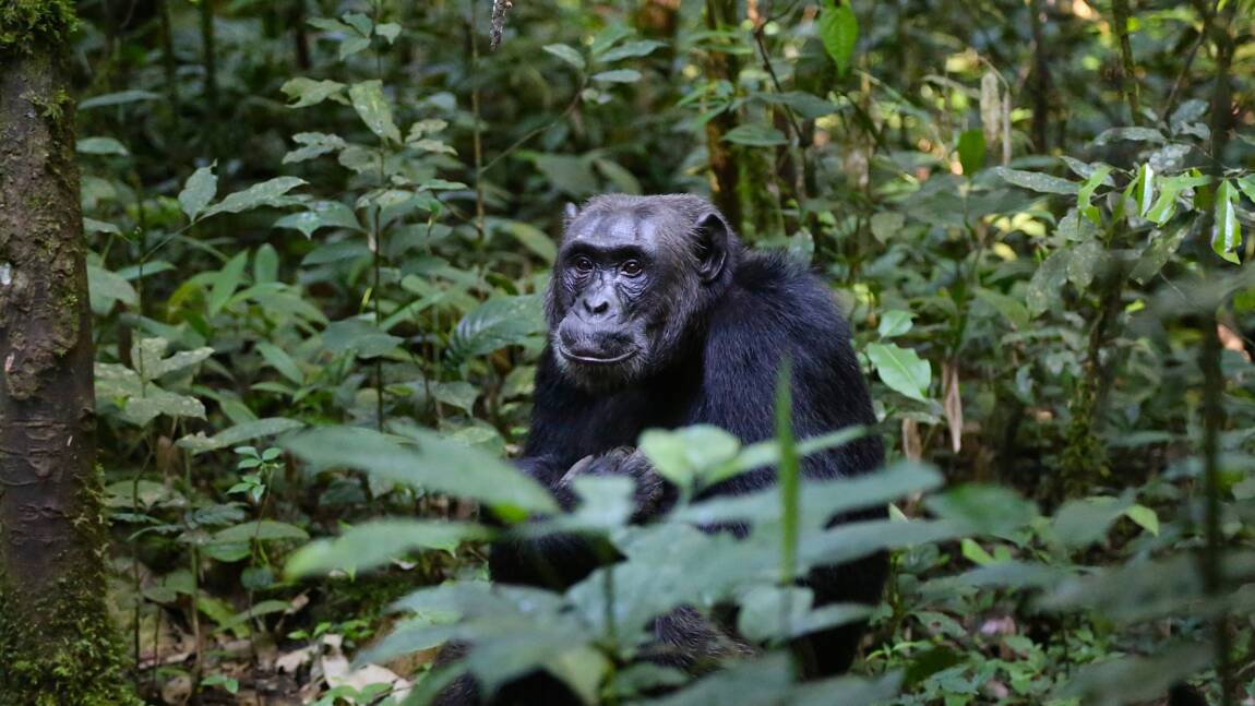 شمبانزي سناً في غينيا وأحد آخر القردة