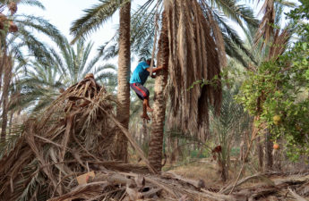 بساتين النخيل في واحة قبلي