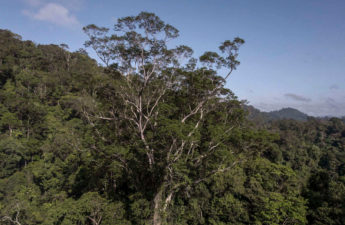 أكبر شجرة اكتُشفت في غابة الأمازون