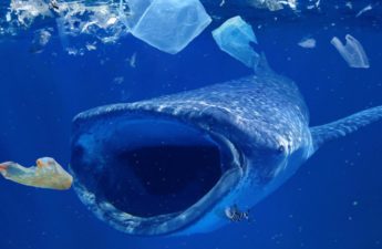 تبتلع الحيتان الزرقاء يومياً نحو عشرة ملايين قطعة من البلاستيك الدقيق