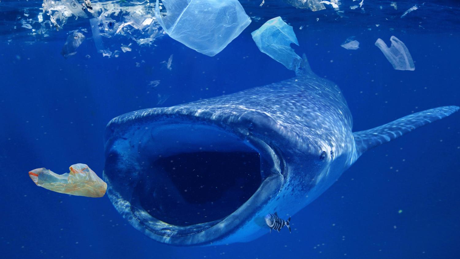تبتلع الحيتان الزرقاء يومياً نحو عشرة ملايين قطعة من البلاستيك الدقيق