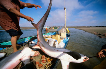 الاتجار بزعانف أسماك القرش