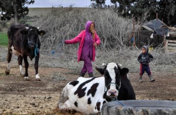 تربية الأبقار في تونس
