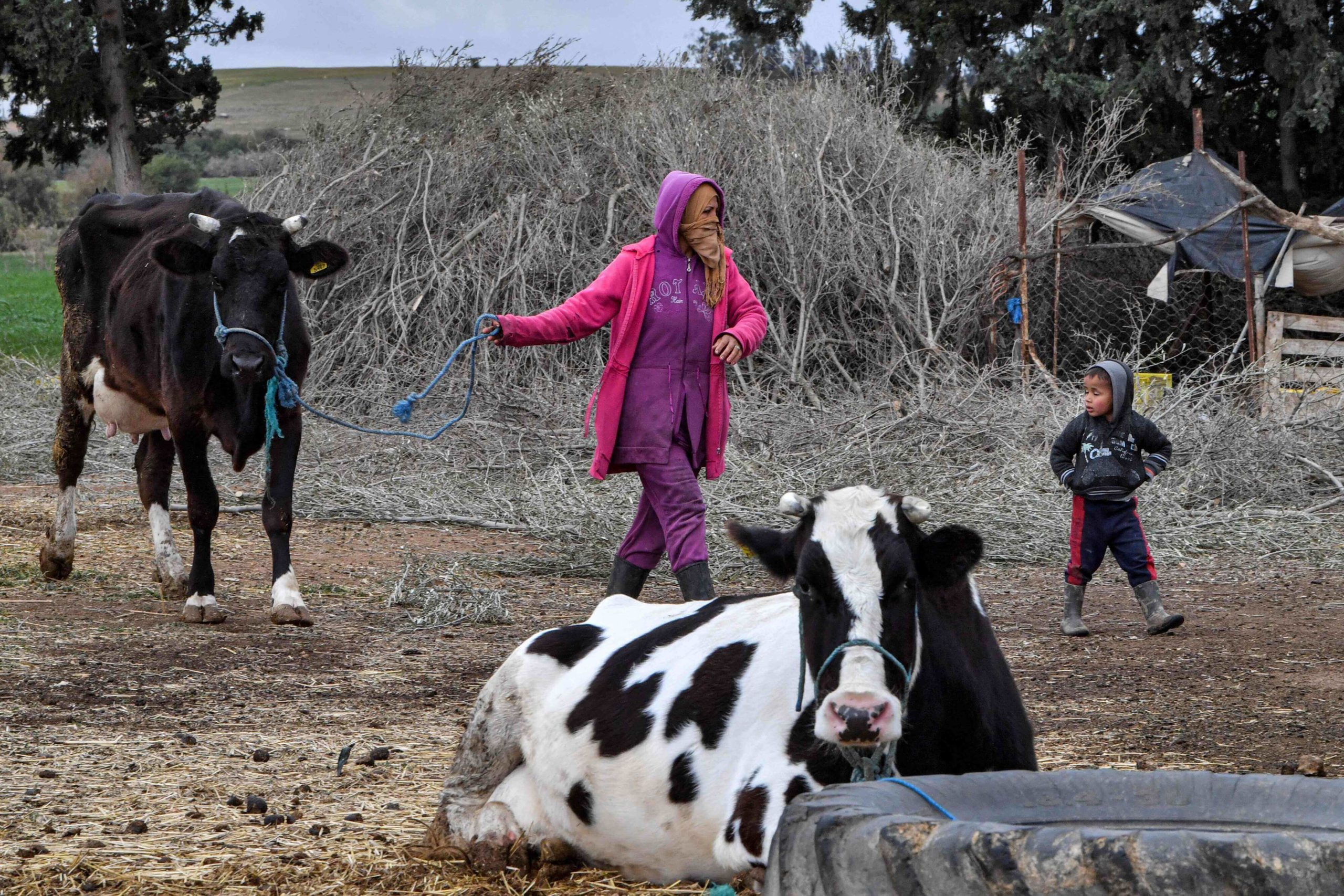 تربية الأبقار في تونس