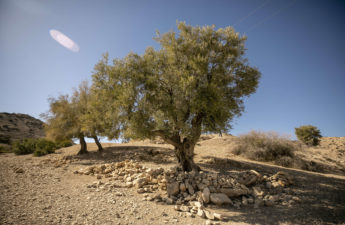 غرس الزيتون بمناطق فلاحية عديدة تابعة لمنطقة جبل وسلات في ولاية القيروان