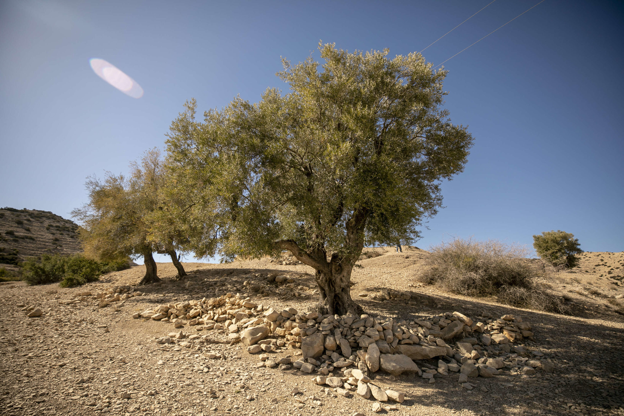 غرس الزيتون بمناطق فلاحية عديدة تابعة لمنطقة جبل وسلات في ولاية القيروان