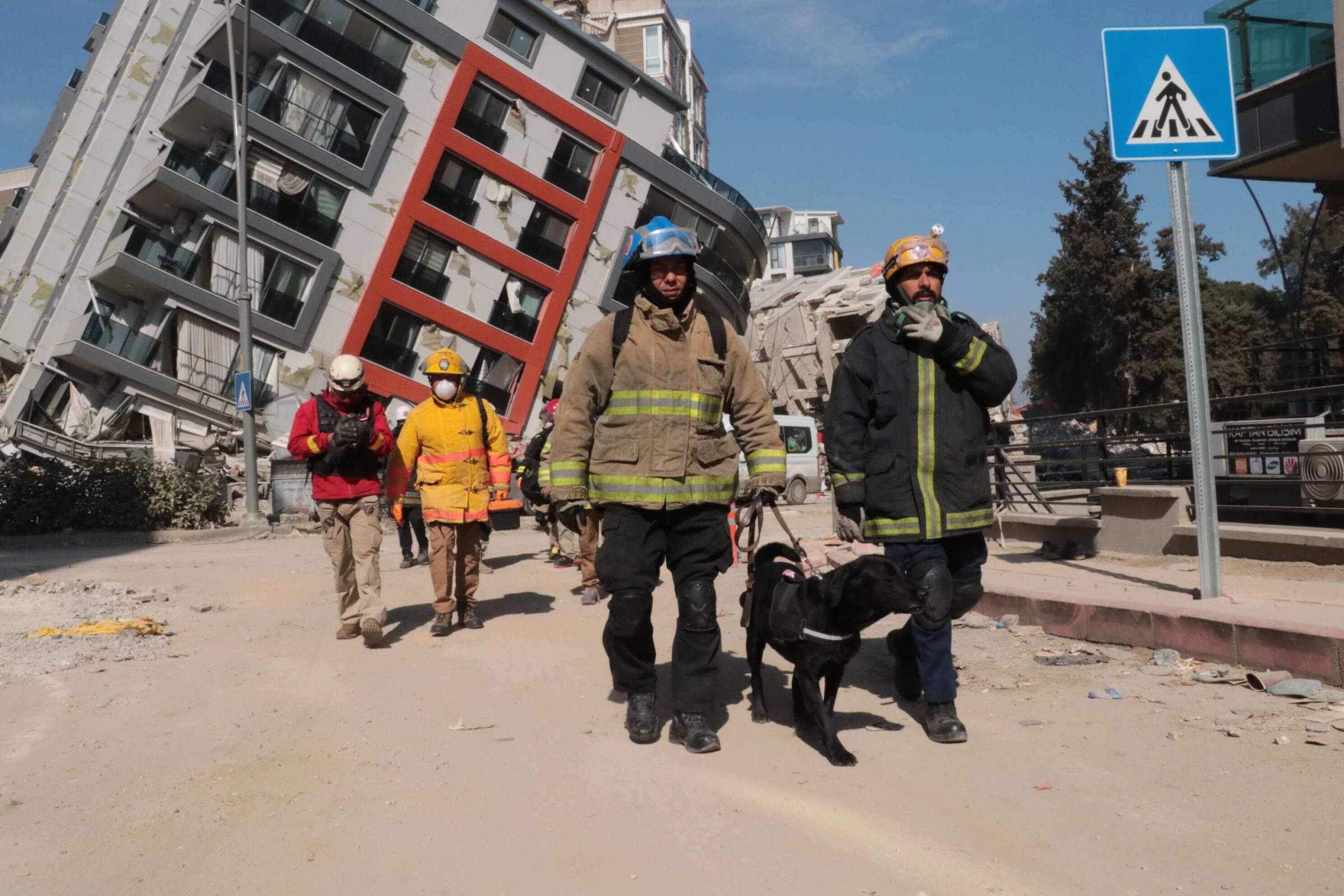 الكلاب المدربة لدعم جهود الإنقاذ في مناطق الزلزال