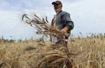 محصول القمح في تونس