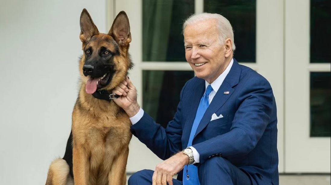 كلب الرئيس الأميركي جو بايدن "كوماندر"