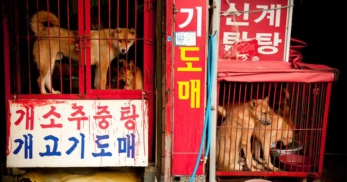 كوريا الجنوبية تسعى لحظر أكل الكلاب