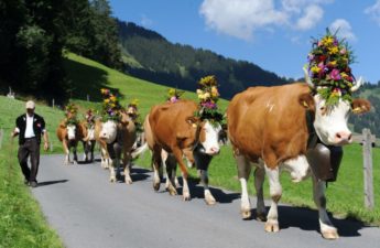 أجراس الأبقار في الريف السويسري