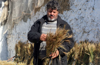 مزارع القمح التونسي حسن الشتوي