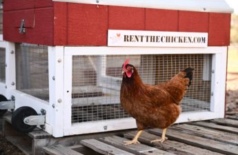 مشروع Rent The Chicken ("استئجار دجاج")