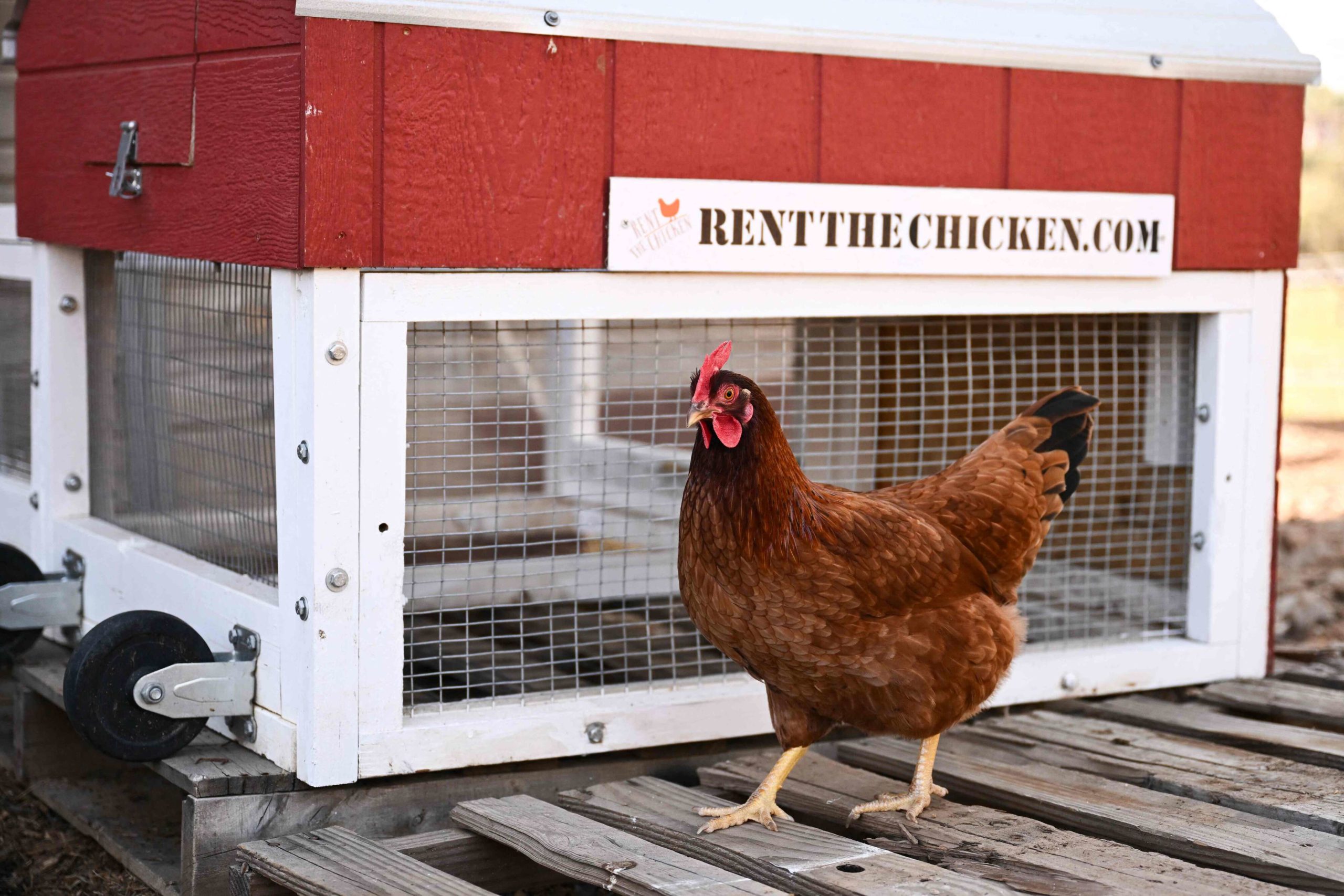 مشروع Rent The Chicken ("استئجار دجاج")