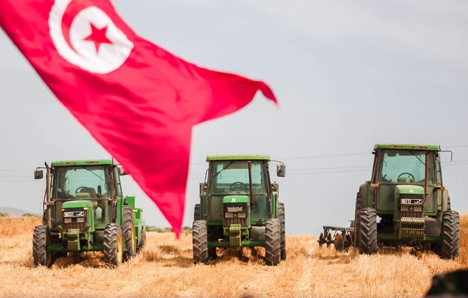 حصاد الحبوب في تونس